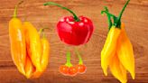 6 Types Of Peruvian Peppers You Should Know