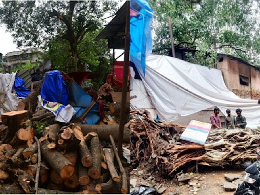 Mumbai: Activists Criticise BMC After Tree Collapses Claim 2 Lives; Demand Qualified Arborists