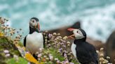 La gripe aviar altamente patógena sigue amenazando las poblaciones de aves marinas