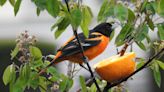 Ask Ellen: Has there been a large migration of birds into Michigan recently?