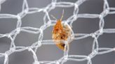Insects Are Outsmarting Malaria Nets – and It Could Have Severe Consequences