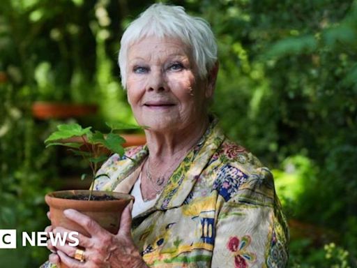 Dame Judi Dench made patron of Yorkshire eyesight loss fund