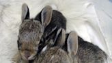 Furry babies and a new beginning at St. Francis Wildlife