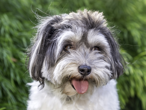 Lhasa Apso Gets Busted for Lying to Mom and Dad in Most Hilarious Way Possible