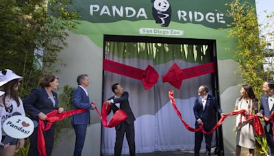 Giant Pandas Make Public Debut During Historic Day at San Diego Zoo