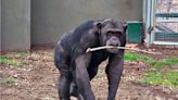 Cruzada por “el chimpancé de mirada triste”: qué respondió el dueño del zoológico donde vive Toti