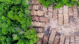 ¿Funciona pagarle a la gente para que no tale el bosque?