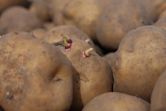 Genetically modified potato