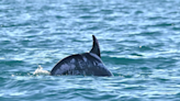 ‘Extremely rare’ sea creature leaps out of water and stuns scientists in Australia