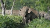 Wayanad landslide survivors urged elephant to spare them: 'Could see eyes welling up'