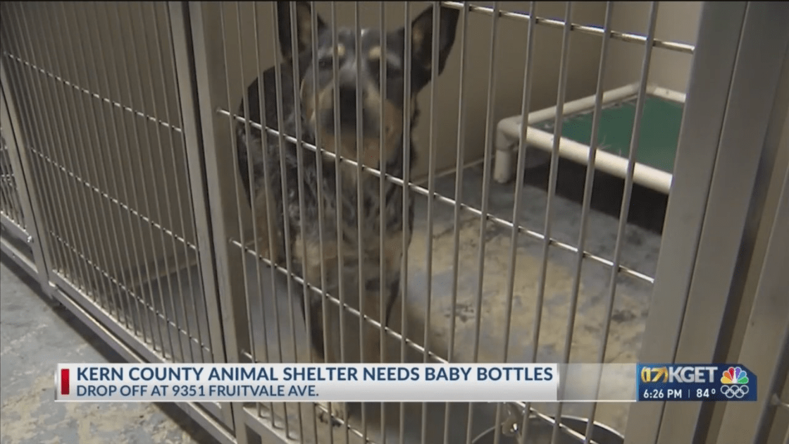 Kern County Animal Services in need of feeding bottles for cats and dogs