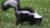 Skunk on the run after escaping from owner's garden