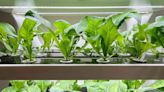 21 Plants Perfect for a Hydroponic Indoor Garden