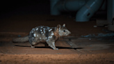 World-First Gene Editing Approach Wants To Make Quolls Resistant To Cane Toad Neurotoxins