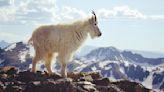 Goats on a car: watch mountain goats having a merry old dance on top of a Subaru