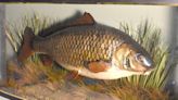 World-famous carp could fetch up to £40,000, 70 years after being caught