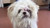 Derbyshire: One-eyed dog saved from being put down after operation