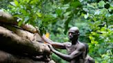 Logging is growing in a Nigerian forest home to endangered elephants. Rangers blame lax enforcement