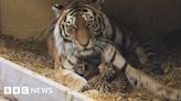 Rare Amur tiger cubs born at Longleat Safari Park