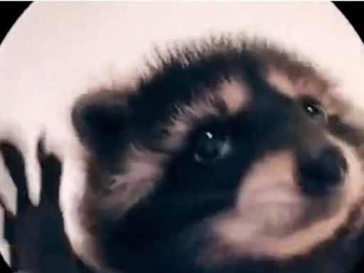 El video viral de un mapache origina la tendencia “Pedro, Pedro, Pedro” en TikTok