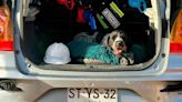 El increíble olfato de Suki, la primera perra detectora de fugas de agua potable de América Latina