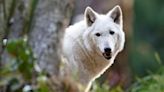 Woodland Park Zoo wolf gets groundbreaking and life-saving surgery