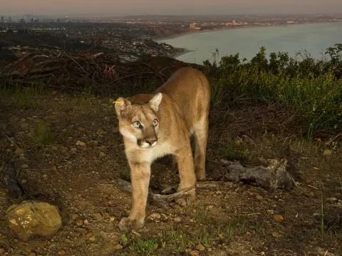 Mountain Lion Attacks & Drags Away Dog in California