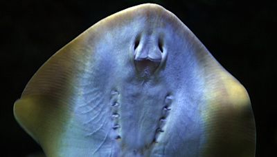Charlotte the pregnant stingray has a 'reproductive disease,' aquarium says