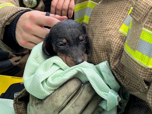 People and puppies rescued from large fire