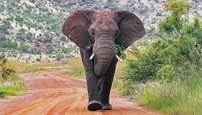 Elephants kill tourist in South Africa after he tried to get close to take pictures