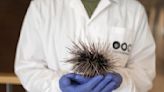 Red Sea corals threatened by mass sea urchin die-off, Israeli researchers say