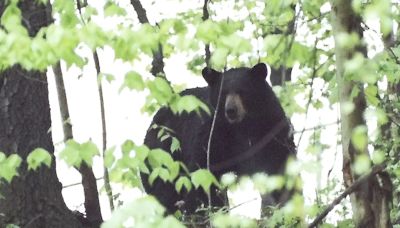 'Crazy day': Black bear collides with, swipes runner in Yosemite National Park