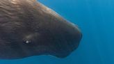 New study reveals sperm whale 'language' secrets