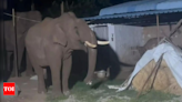 India reported 2,829 human casualties due to elephant attacks in last five years, lost 528 elephants during that period | India News - Times of India