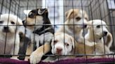 Puppy smuggling crackdown and live exports ban dropped in major government U-turn