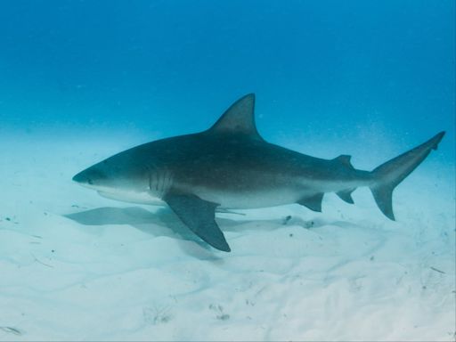 US state named global shark attack capital