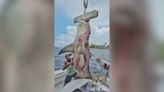 Fotos de un tiburón martillo capturado en Pompano Beach