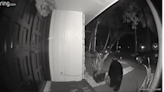 Black bear smells take-out food on Florida home’s front step — and takes it, video shows