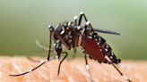 UK expanding mosquito surveillance to counter growing threat of dengue