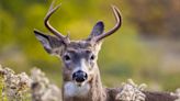 Equilibrium — Tick-carrying deer are moving in next door