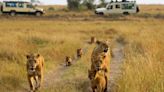 Los esfuerzos de una reserva en Kenia para reducir el exceso de turistas que supone un problema para la vida silvestre