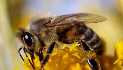 Q&A: Alberta may have lost 30 per cent of its bee colonies last winter