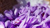 Saffron: the wonder spice nutritionists are raving about