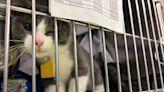 Montreal is centralizing animal shelter services with $158-million deal