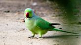 Parrot Throws Toddler-Style Tantrum Upon Realizing He's Out of Snacks