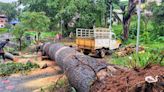 Massive tree falls on walking path during heavy rain in Mangaluru