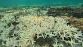 Los corales del mundo registran uno de los peores eventos de blanqueamiento registrado