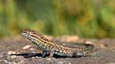 What lizards are in your Albuquerque backyard?