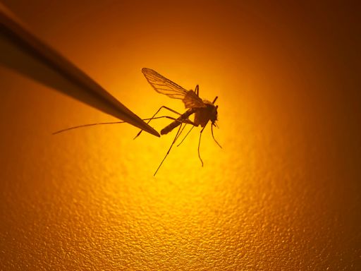 First mosquito-related West Nile virus death in years reported in the Bay Area
