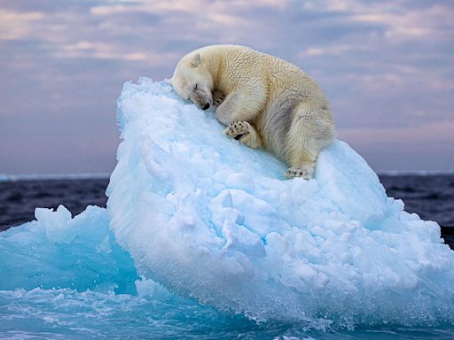 The Wildlife Photographer of the Year has landed in the iconic Eden Project